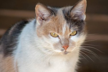 yakın çekim kedi kafa