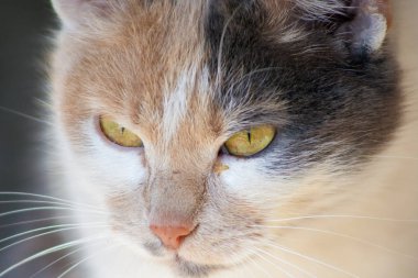 yakın çekim kedi kafa