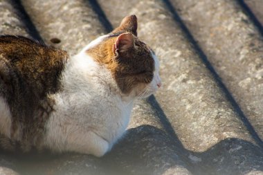 Kedi çatıya yatıyor ve basks
