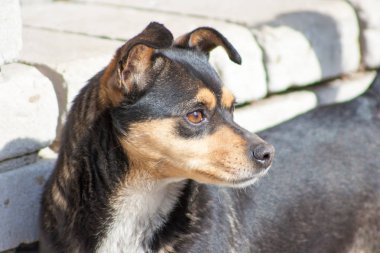yana doğru seyir karanlık köpek