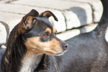 yana doğru seyir karanlık köpek