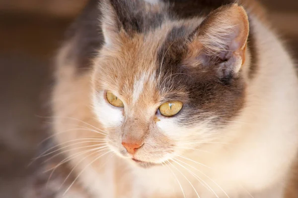 yakın çekim kedi kafa