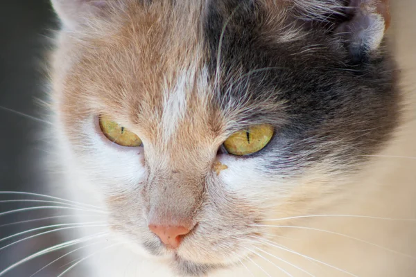 yakın çekim kedi kafa