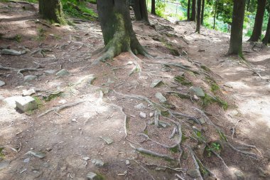 Zemin üzerinde büyüyen bir ağaç kökleri. Görünür ağaç gövdesi ve kökleri
