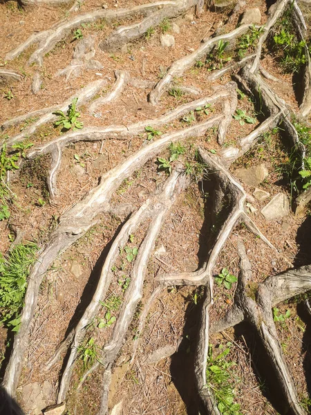 Raíces Árboles Sobre Tierra Hierba —  Fotos de Stock