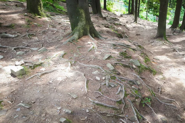 Zemin üzerinde büyüyen bir ağaç kökleri. Görünür ağaç gövdesi ve kökleri