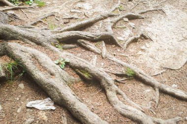 Ağaç kökleri dağlarda Kuru toprak üzerinde