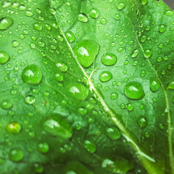 Water drops after rain on green leaves