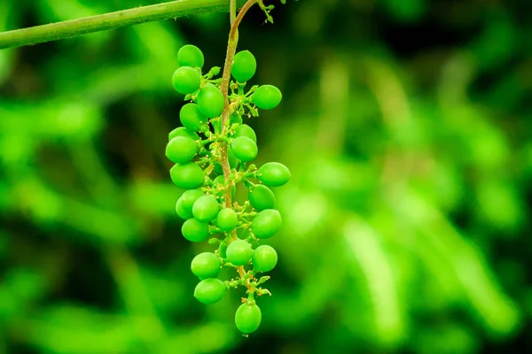 Green Ripened Bunch Grapes Growing Grapes Green Background — Stock Photo, Image