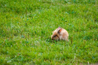 Bunny tavşan çim. Yakın çekim.