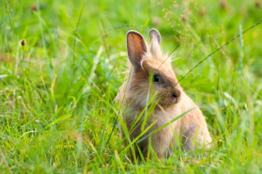 Bunny tavşan çim. Yakın çekim.
