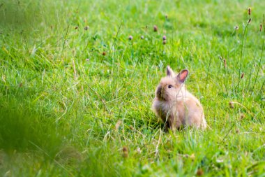 bir tavşan tavşan çim resmi. Paskalya kavramı. Genç bir tavşan portresi