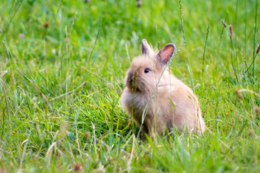 Bunny tavşan çim. Yakın çekim.