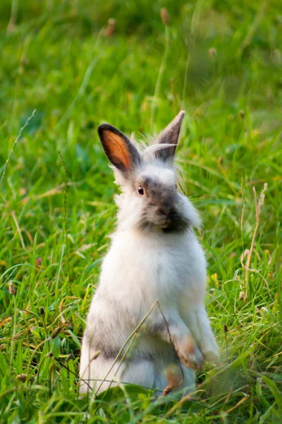 a miniature rabbit standing on hind legs in the grass