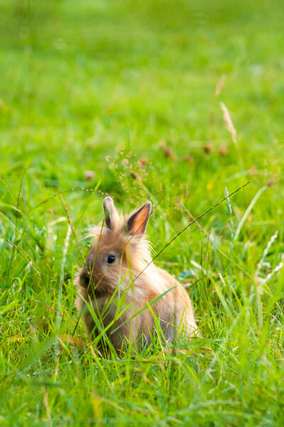 picture of a bunny rabbit in the grass. Easter concept. portrait of a young rabbit