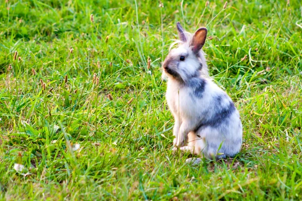 çim arka ayakları üzerinde duran bir minyatür tavşan