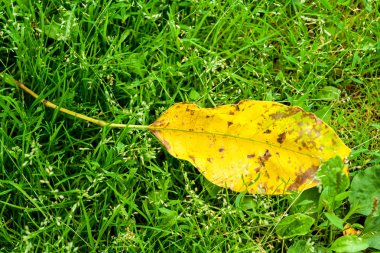 sarı yaprak yeşil çim üzerinde yalan