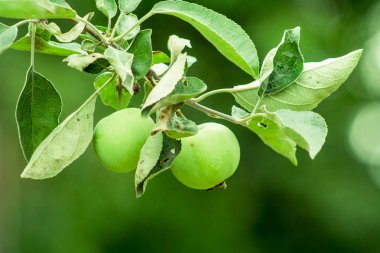 Dal üzerinde yeşil elma
