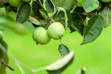 Bir ağaç dalı üzerinde olgunlaşmamış elma