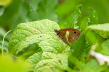 kahverengi kelebek patates çiçekler üzerinde oturan