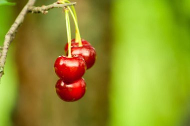 bir ağaç dalı üzerinde yeşil bir arka plan üzerinde kırmızı olgun kiraz Close-up