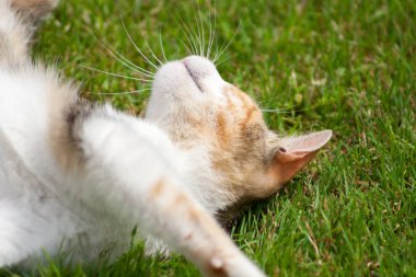 yeşil çimenlerin üzerinde uyuyan genç kedi