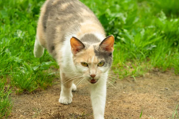 Опасная Кошка Идет Камере Траве — стоковое фото