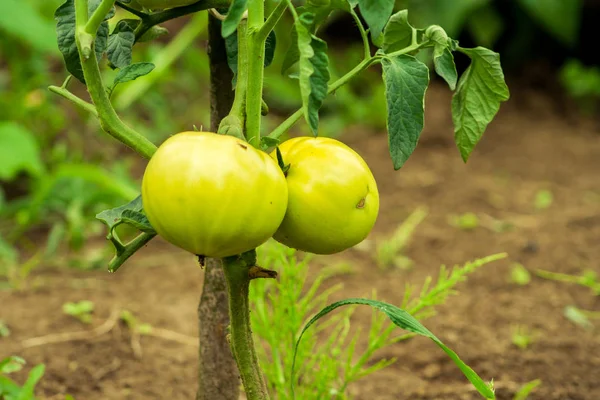 정원에서 토마토 — 스톡 사진