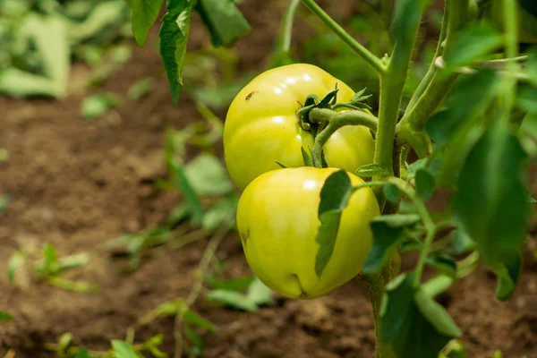 Pomodori Acerbi Giardino Casa — Foto Stock