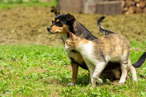 Cão Está Sentado Grama Gato Esfrega Contra Ele Bela Amizade — Fotografia de Stock