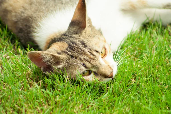 Gato Joven Yace Hierba Descansa Juega —  Fotos de Stock