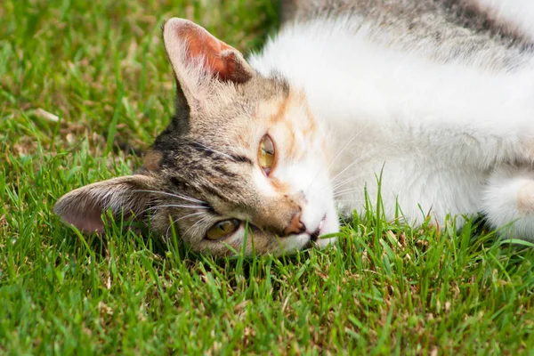 Young Cat Lies Grass Rests Plays — Stock Photo, Image
