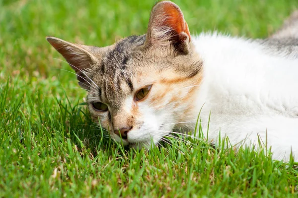 Gato Joven Yace Hierba Descansa Juega —  Fotos de Stock