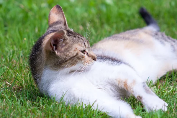 Gato Joven Yace Hierba Descansa Juega —  Fotos de Stock