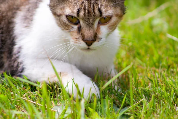 Gato Joven Yace Hierba Descansa Juega —  Fotos de Stock