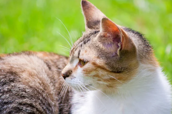 Cabeza Gato Joven Sobre Fondo Hierba Verde —  Fotos de Stock