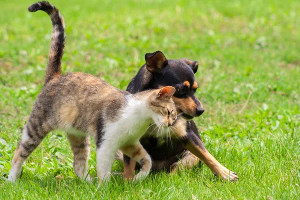 Gatto Cane Toccano Testa Bella Amicizia Animale Amore Cani Gatti — Foto Stock