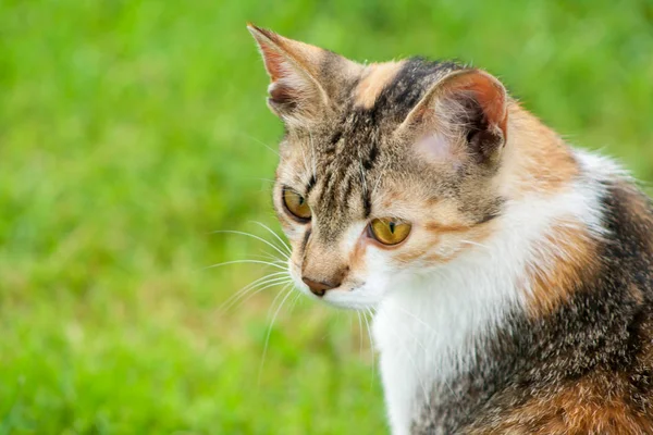 Cabeza Gato Joven Sobre Fondo Hierba Verde —  Fotos de Stock