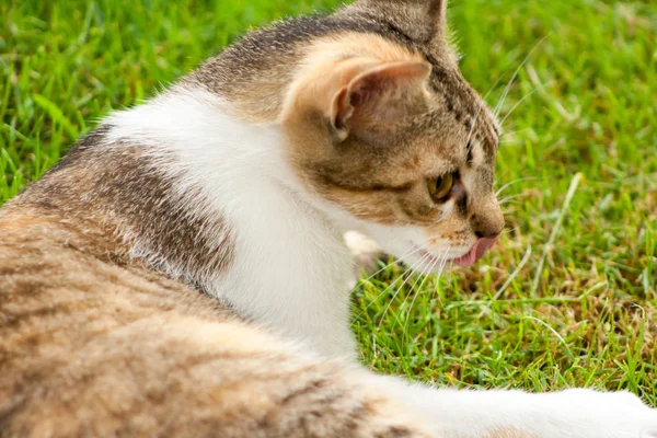 Cabeza Gato Joven Sobre Fondo Hierba Verde —  Fotos de Stock