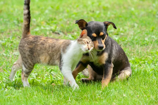 Gato Cão Estão Tocando Suas Cabeças Bela Amizade Animal Amor — Fotografia de Stock