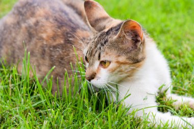 genç kedi yalan ve çim üzerinde dinlenme