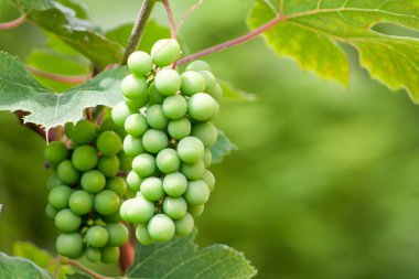 üzüm olgunlaşmamış yeşil demet