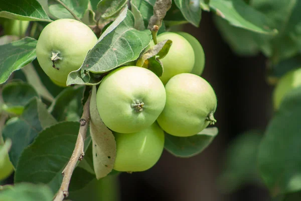 Branch Green Unripe Growing Apples Apple Orchards — Stock Photo, Image