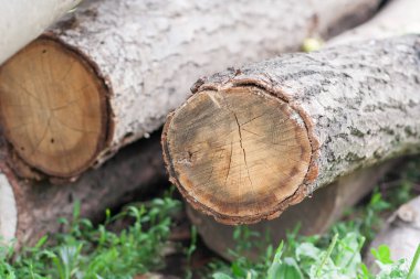 ahşap sanayi için hazır yığınları