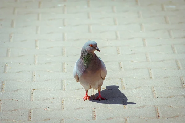 Een Duif Een Stad Vogel Die Wandelen Grijze Grond Tekst — Stockfoto