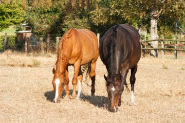 Yaz mera çim yeme atlar