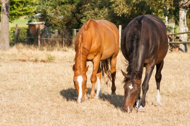 Yaz mera çim yeme atlar