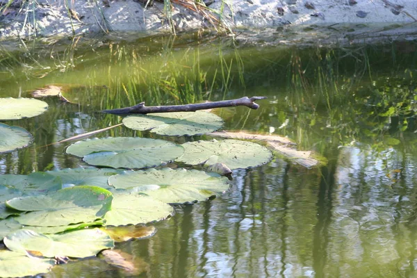 Seerosen Einem Teich Blüten Und Blätter Von Wasserpflanzen — Stockfoto
