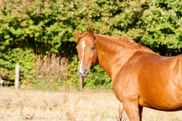 A beautiful light-brown horse stands on a meadow and looking at the camera with head raised and ears forward