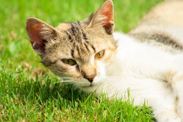 Gato Joven Con Cabeza Levantada Está Acostado Hierba Gatito Prado —  Fotos de Stock